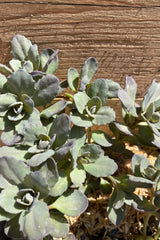 Up close picture of the thick blue gray leaves of Sedum 'Dazzleberry' the end of April / beginning of May