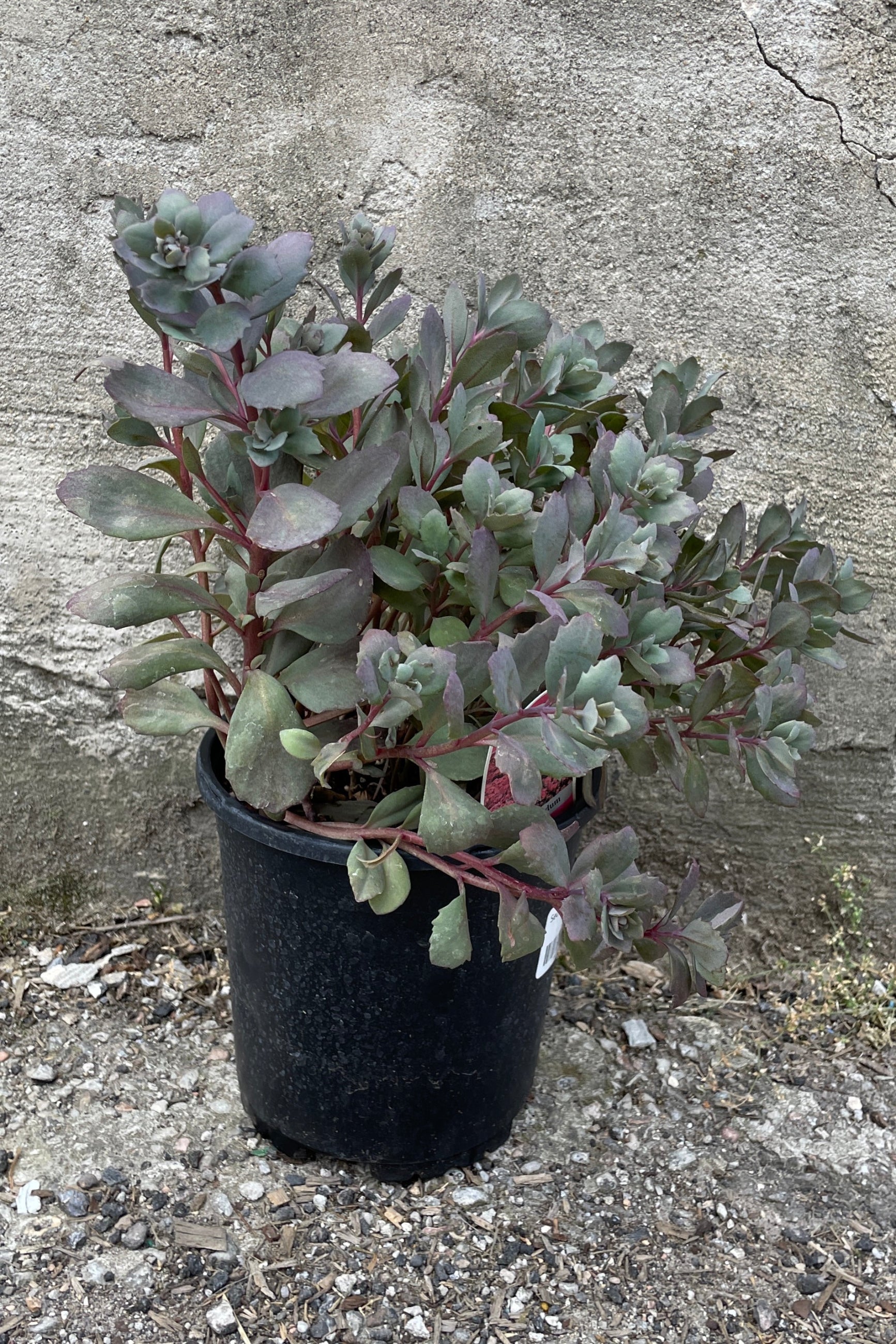 Sedum 'Dazzleberry' in a #1 growers pot the middle of June with its gray blue thick leaves. ©Sprout Home