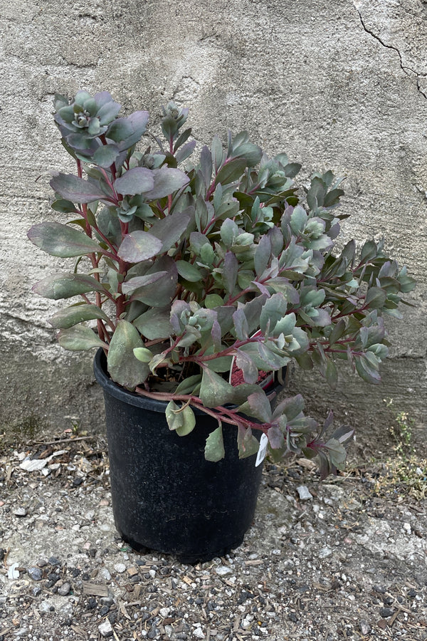 Sedum 'Dazzleberry' in a #1 growers pot the middle of June with its gray blue thick leaves. 