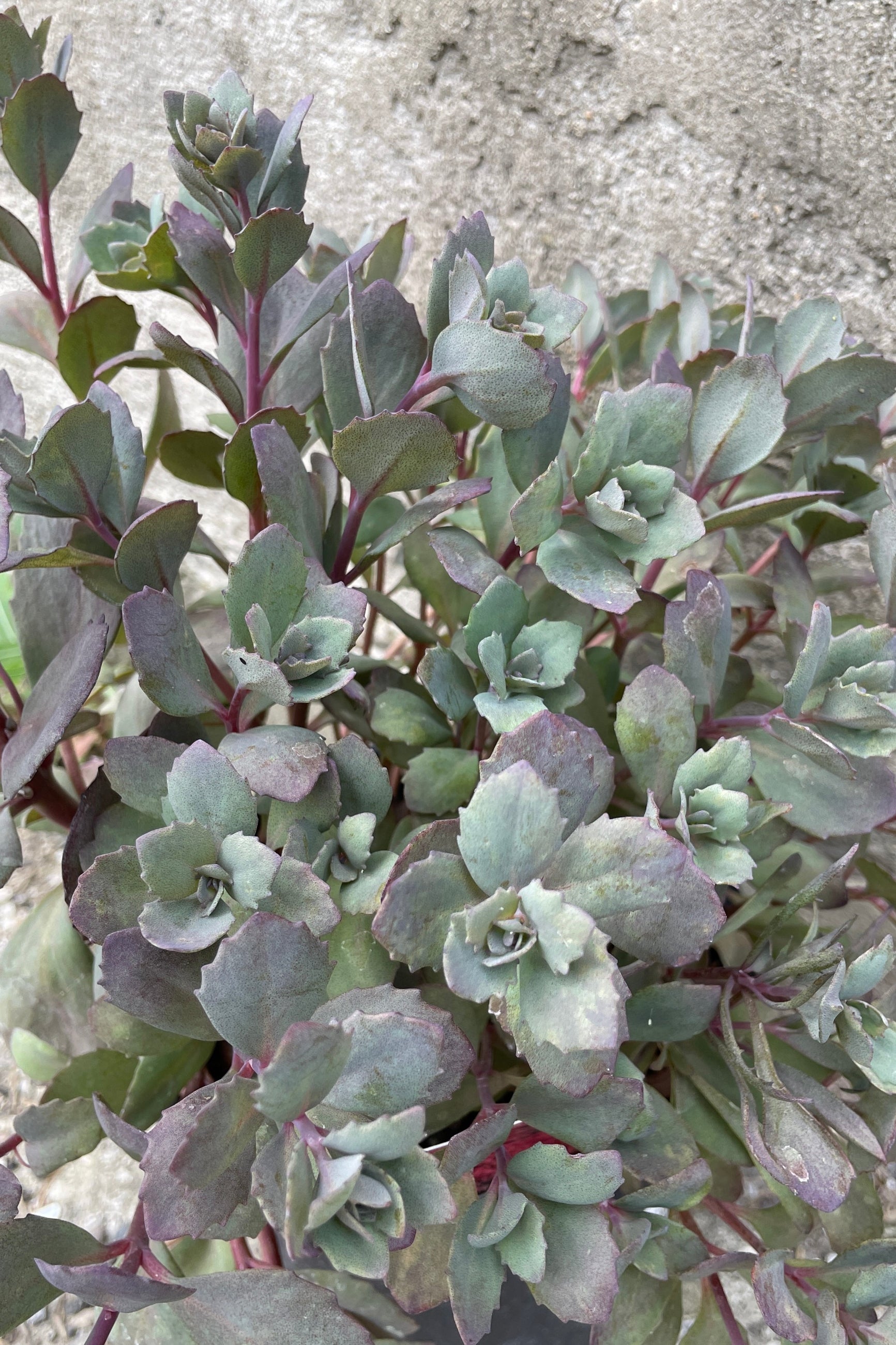 Up close image of the grey blue thick leaves of the Sedum 'Dazzleberry' mid June ©Sprout Home