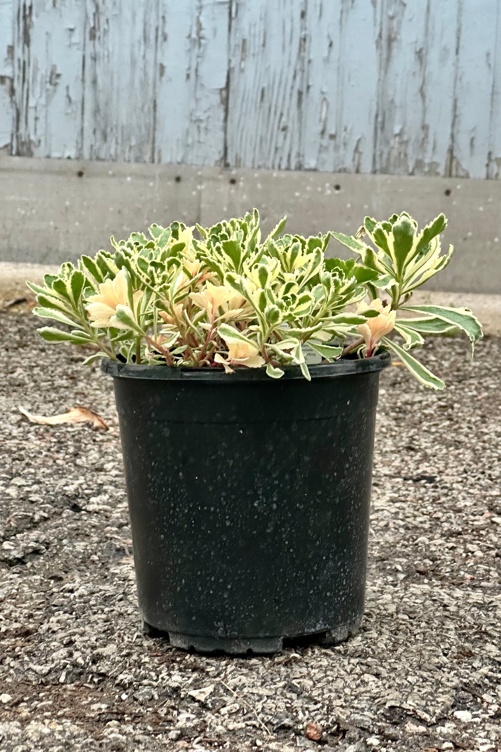 Sedum 'Atlantis' the beginning of May with its fresh spring grown starting to trail over the #1 size growers pot at Sprout Home.  ©Sprout Home