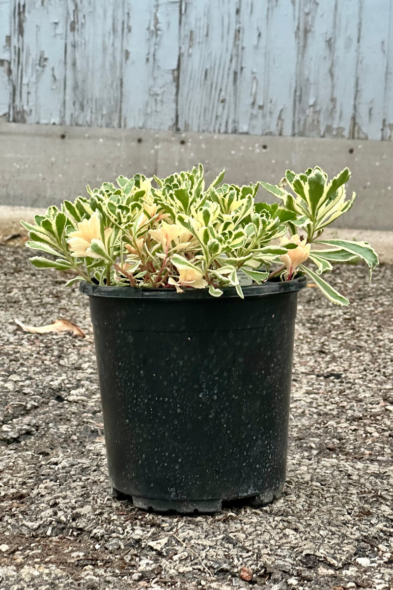 Sedum 'Atlantis' the beginning of May with its fresh spring grown starting to trail over the #1 size growers pot at Sprout Home. 