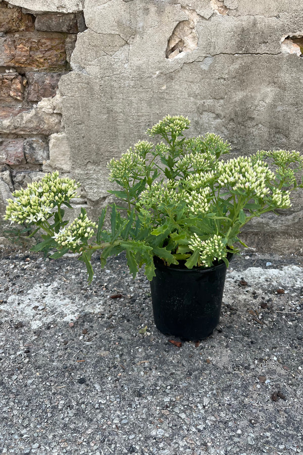 Image of Sedum 'Thundercloud' stonecrop in #1 growers pot, showing a rounded, upright shape, with textured and pointy edged foliage.