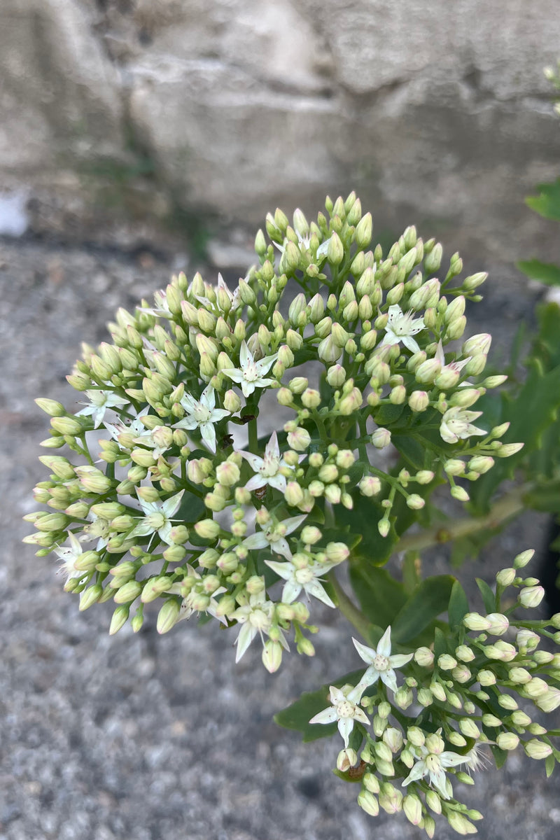Detail image of Sedum 'Thundercloud' stonecrop showing textured and pointy edged foliage with star shaped flowers starting to open
