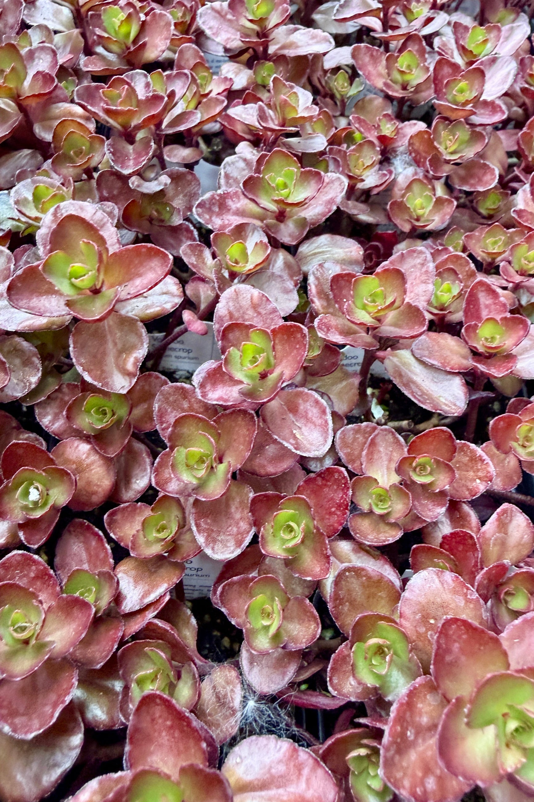 Close-up of pink and green Sedum 'Voodoo' 2.5 succulent plants viewed close up from the top the end of May ©Sprout Home
