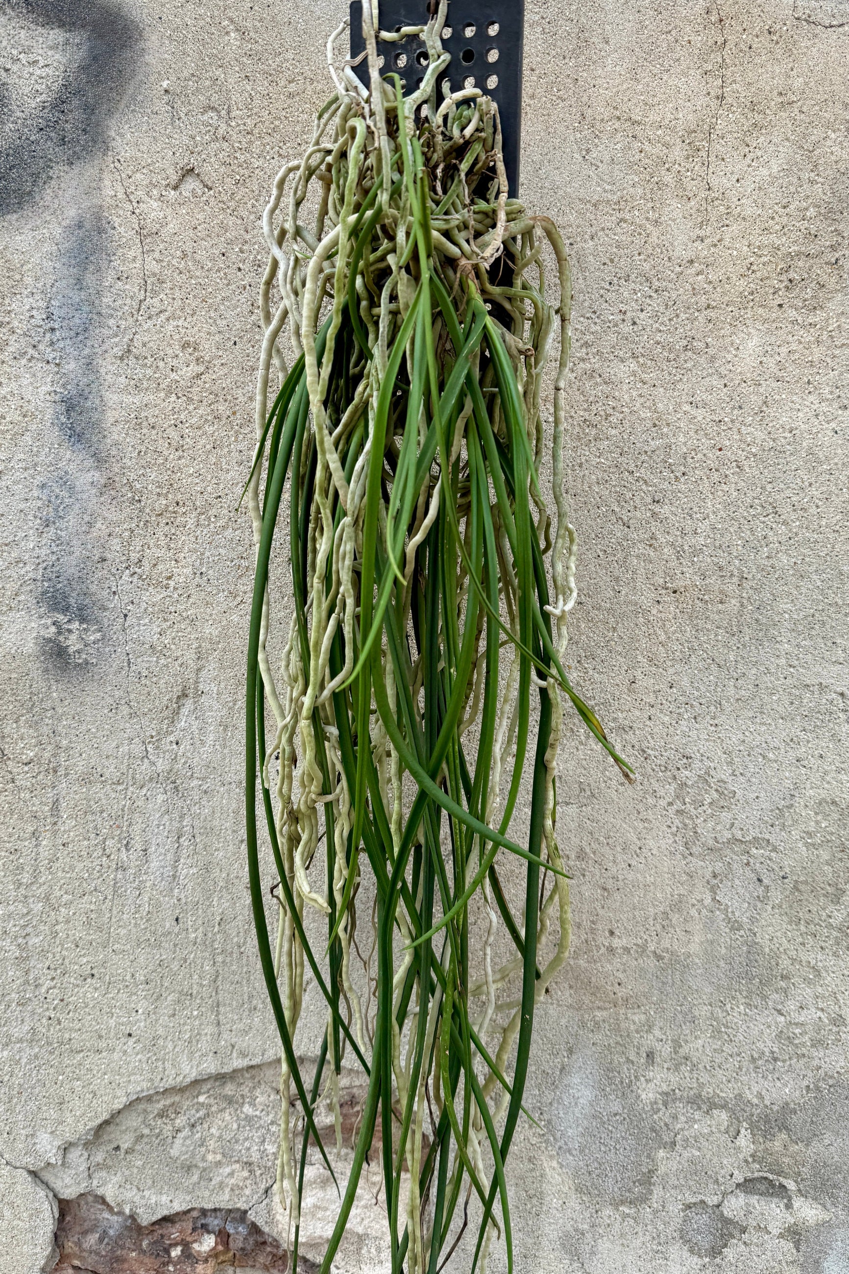 A mounted Seidenfadenia against a concrete wall ©Sprout Home