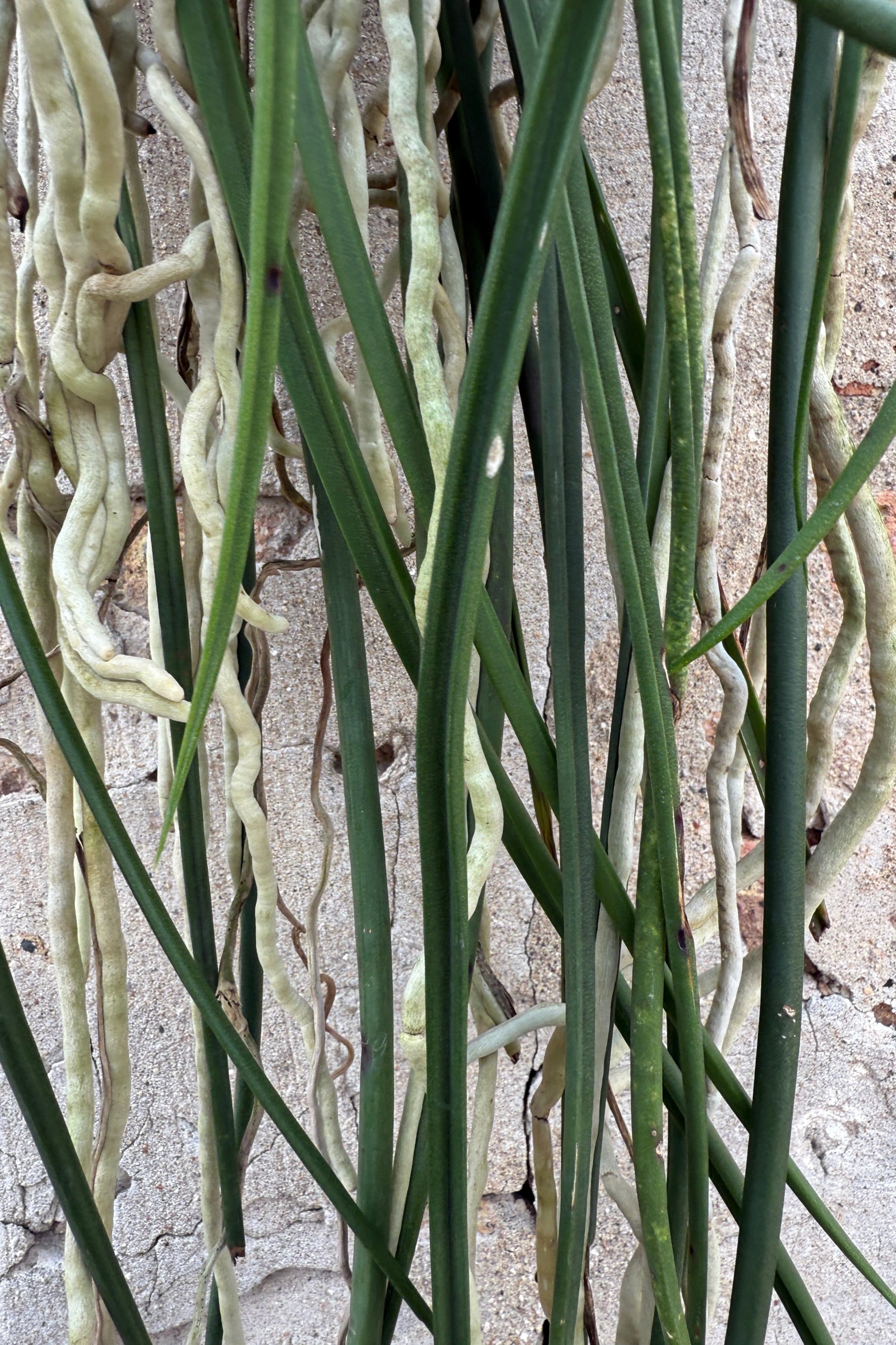 Seidenfadenia mitrata detail up close of the roots and blades hanging ©Sprout Home