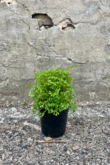 Photo of Avatar Club moss Selaginella in a black pot against a cement wall. The plant is finely textured and bright green.