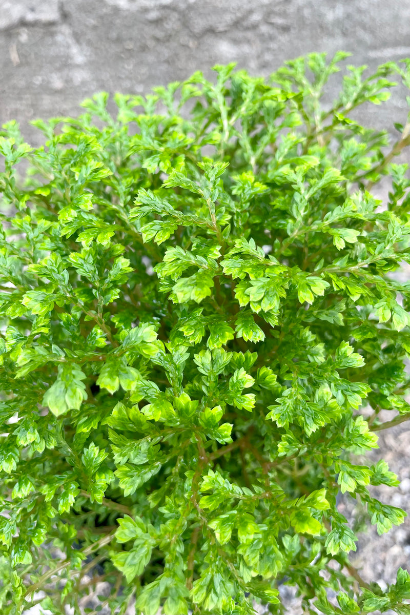 Close up Photo of Avatar Club moss Selaginella in a black pot against a cement wall. The plant is finely textured and bright green.