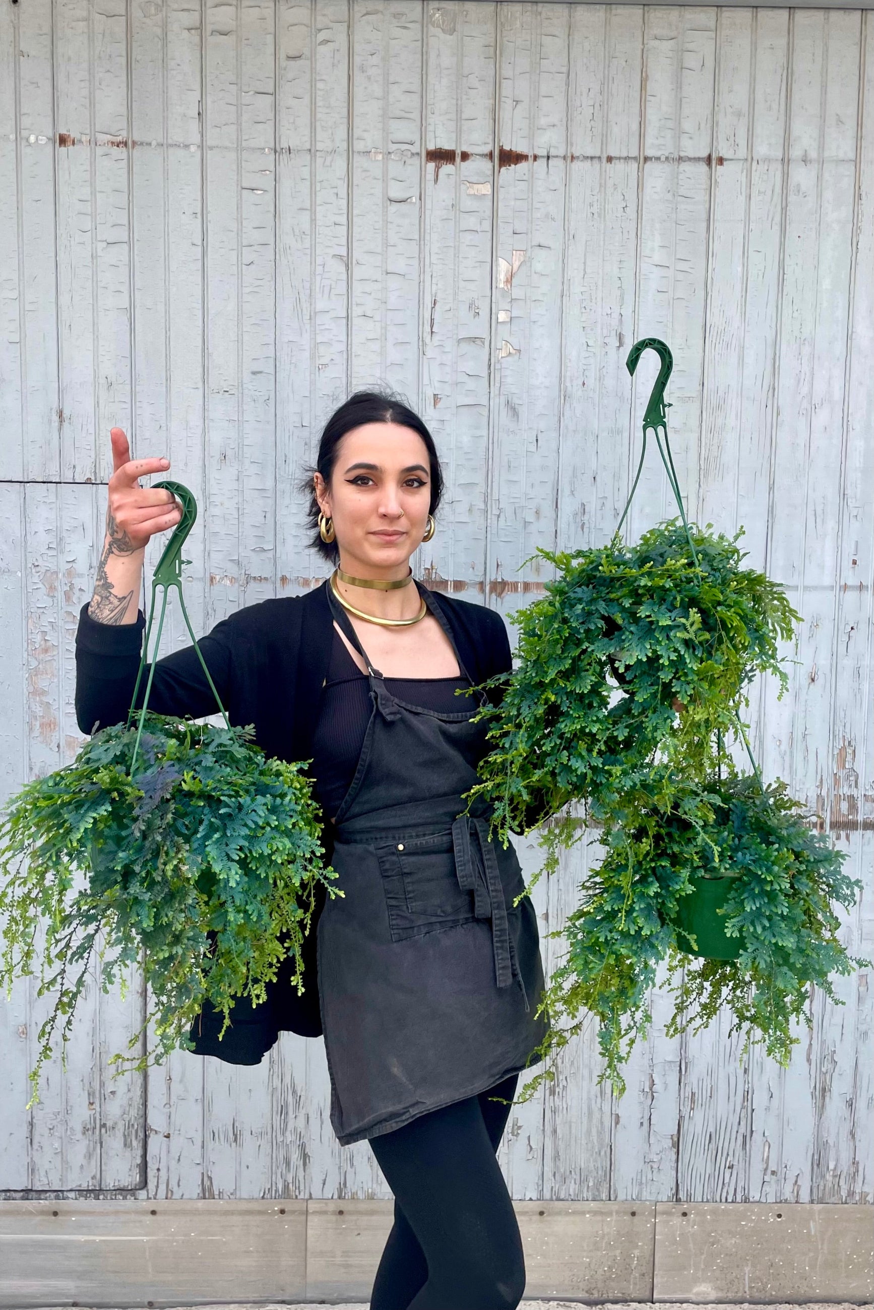 Photo of a person dressed in black holding several Selaginella unicata plants. The plants are in nursery pots iwht green hooks for hanging. They are photographed from the front while standing against a gray wooden wall. ©Sprout Home