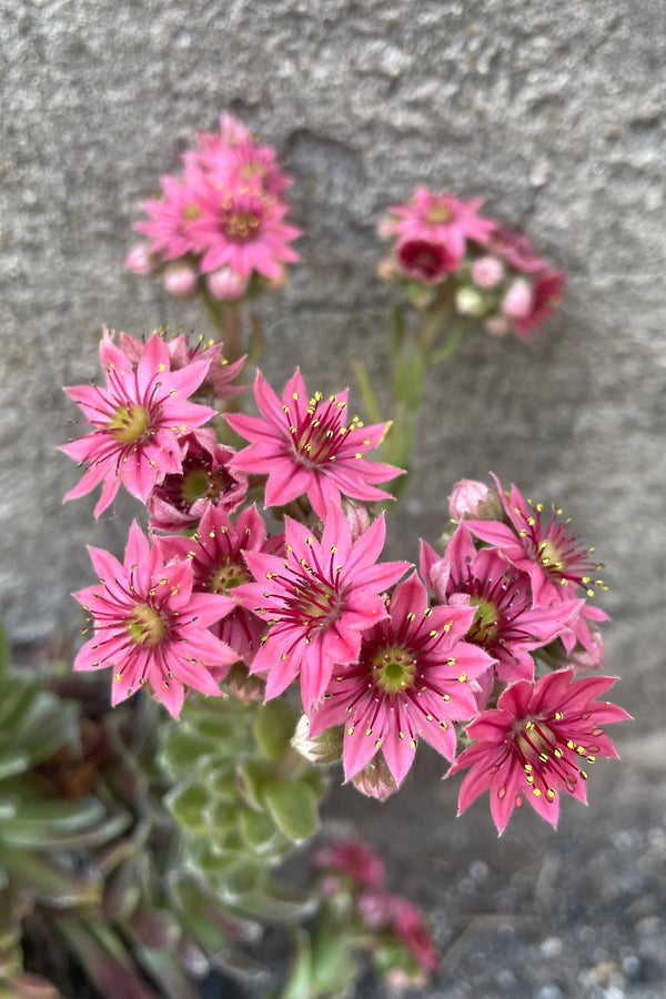 A detail picture of the pink blooms of the Sempervivum 'Cobweb' middle of June