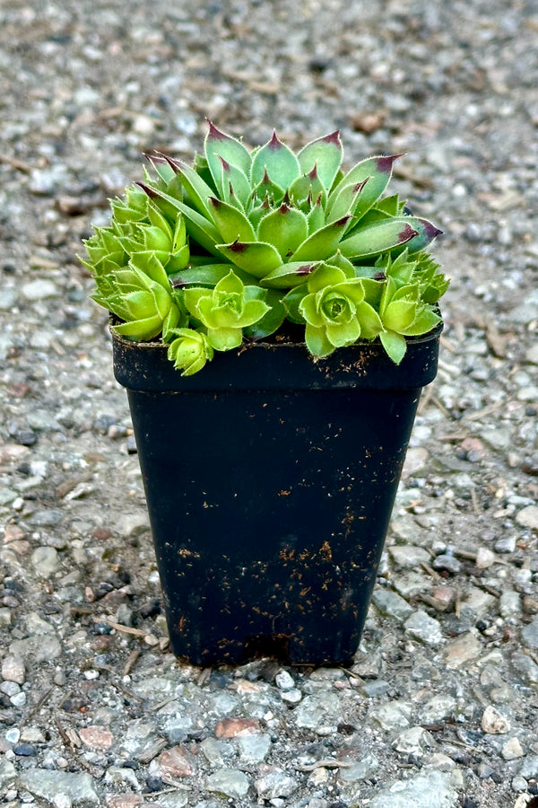 Sempervivum 'Mrs. Giuseppi' in a 2" growers pot the end of April sitting on concrete at Sprout Home.