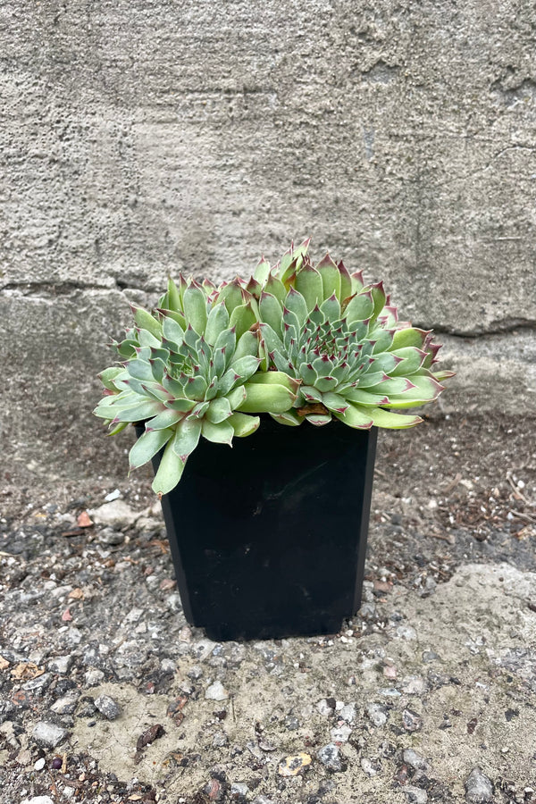 Sempervivus 'Mrs. Guiseppe' in a 1qt size growers pot with its tightly clumped rosettes the beginning of July