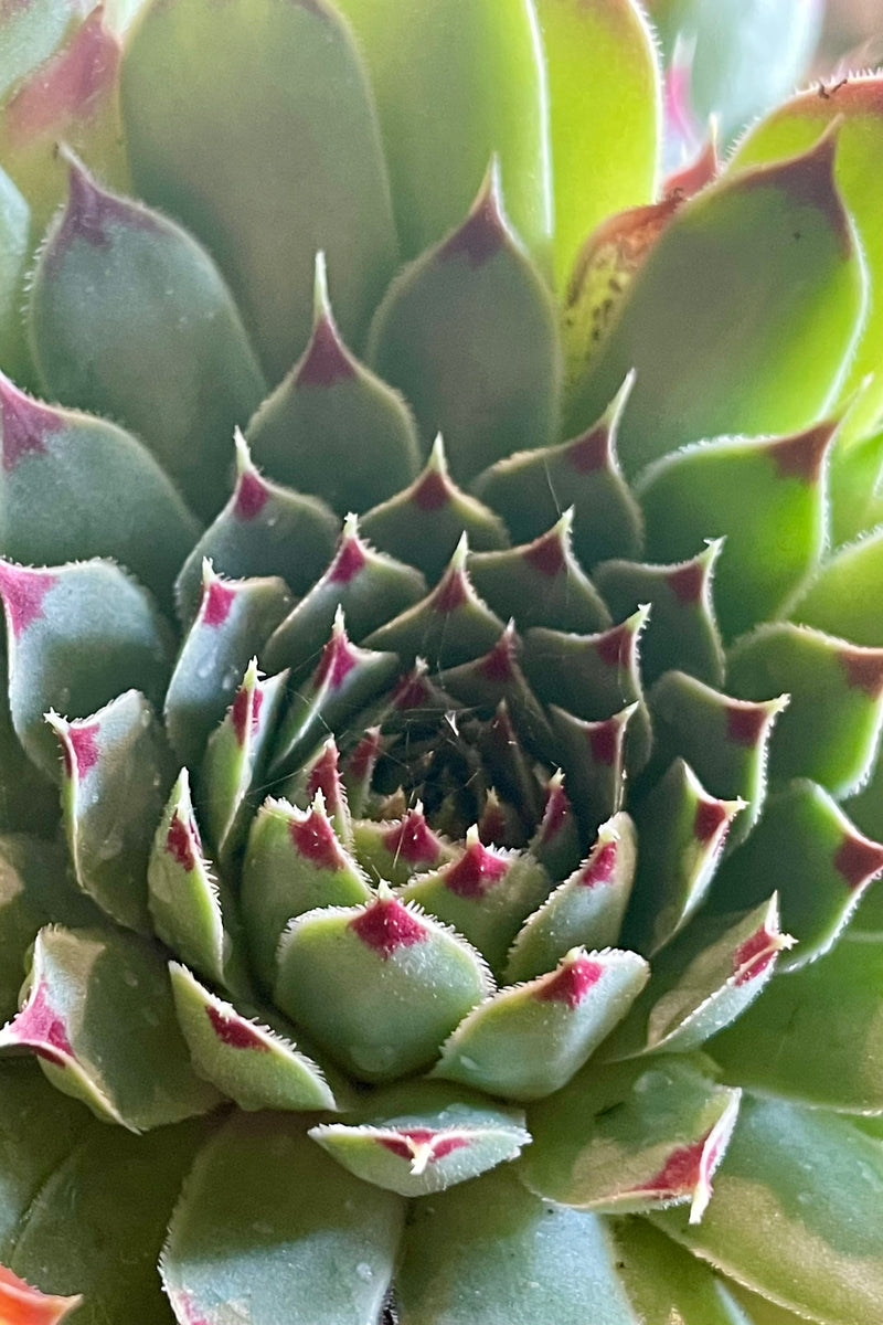 The blue-green with red tipped rosette of Sempervivum 'Mrs. Guisseppi' the beginning of July