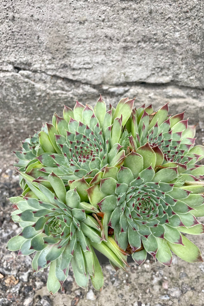 Sempervivus 'Mrs. Guisesppi' from above showing a clump of hens and chicks the beginning of July