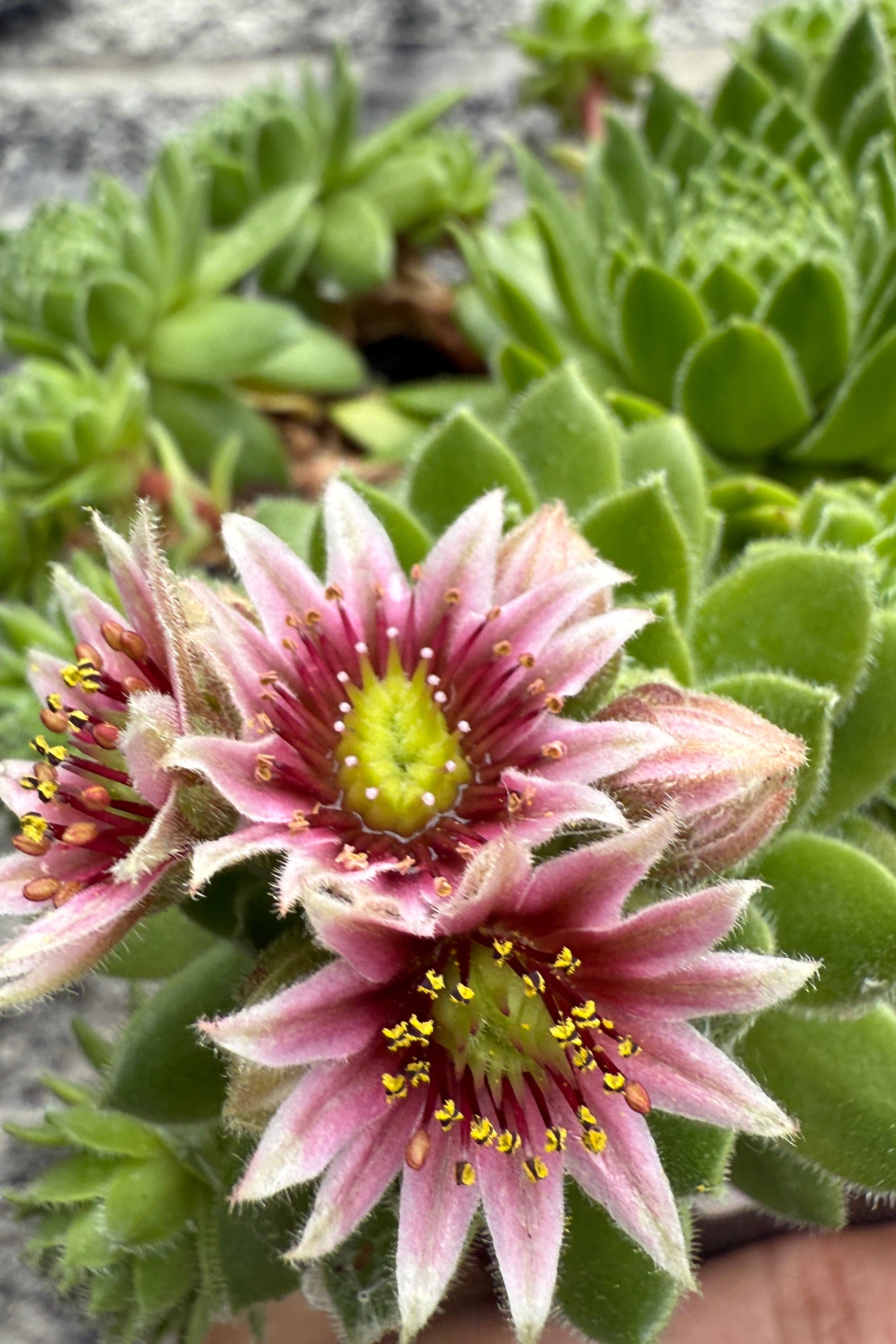 Sempervivum braunii in bloom mid June showing the flowers up close ©Sprout Home