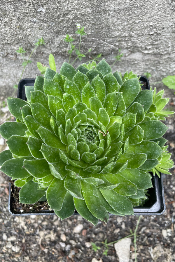 Sempervivum braunii from above with its thick green leaved rosettes in May