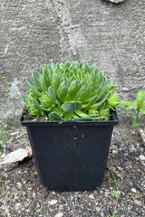 Sempervivum braunii in a 1qt growers pot the middle of May with its green thick rosette formed leaves.