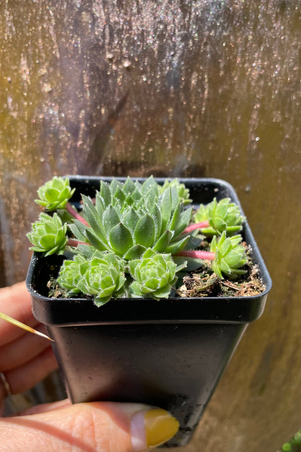 2.5" container of Sempervivum braunii the beginning of May.