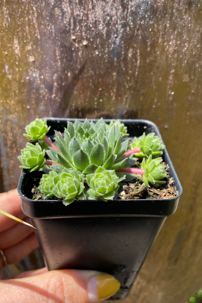 2.5" container of Sempervivum braunii the beginning of May.