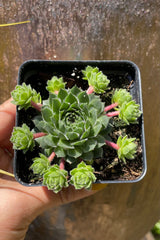 Sempervivum braunii from above showing the center rosette and side rosettes the beginning of May