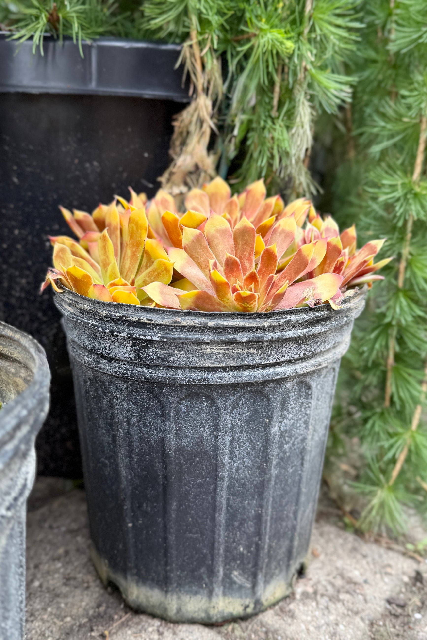 Potted Sempervivum 'Gold Nugget' succulent plant in a #1 growers pot in May with greenery in the background ©Sprout Home