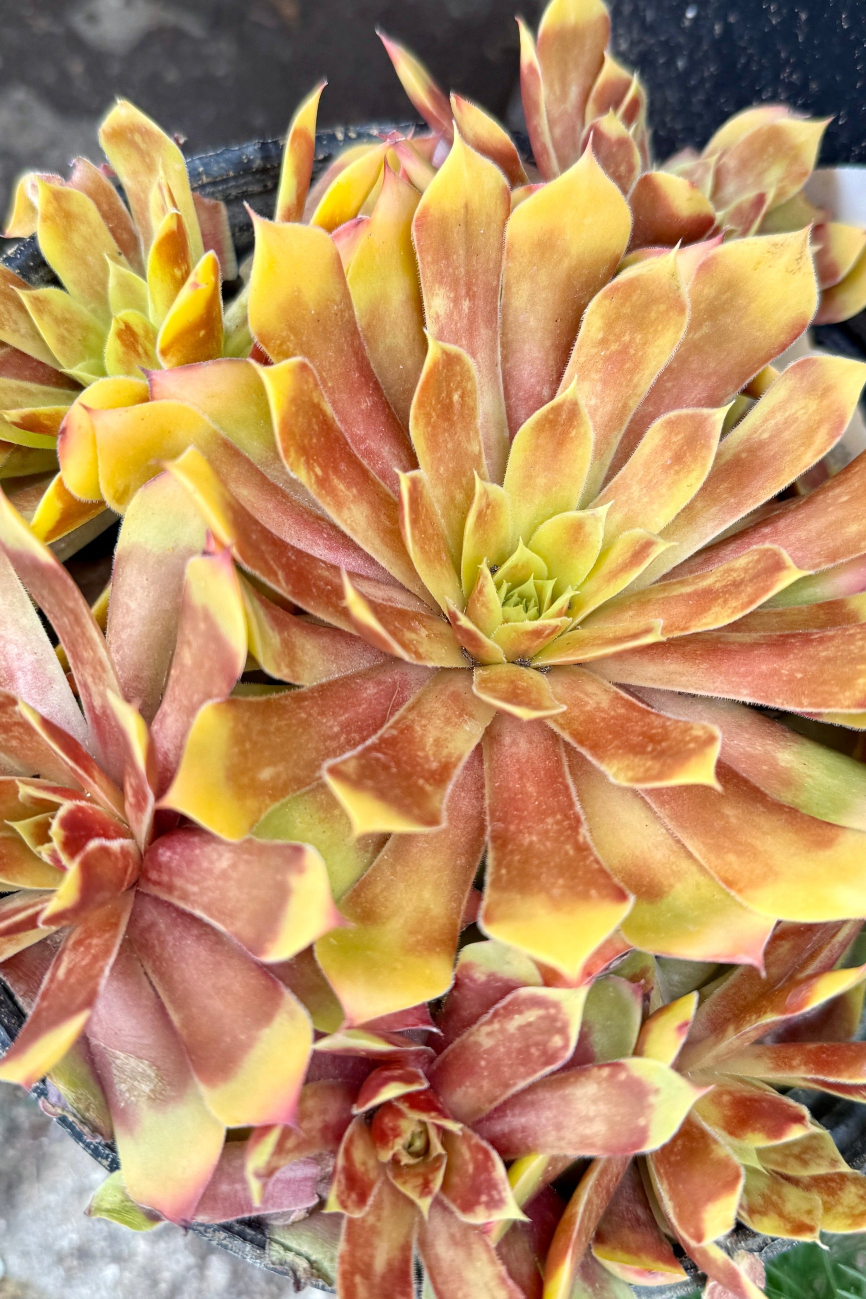 Close-up of a Sempervivum 'Gold Nugget' succulent plant with yellow and brown hues in May ©Sprout Home