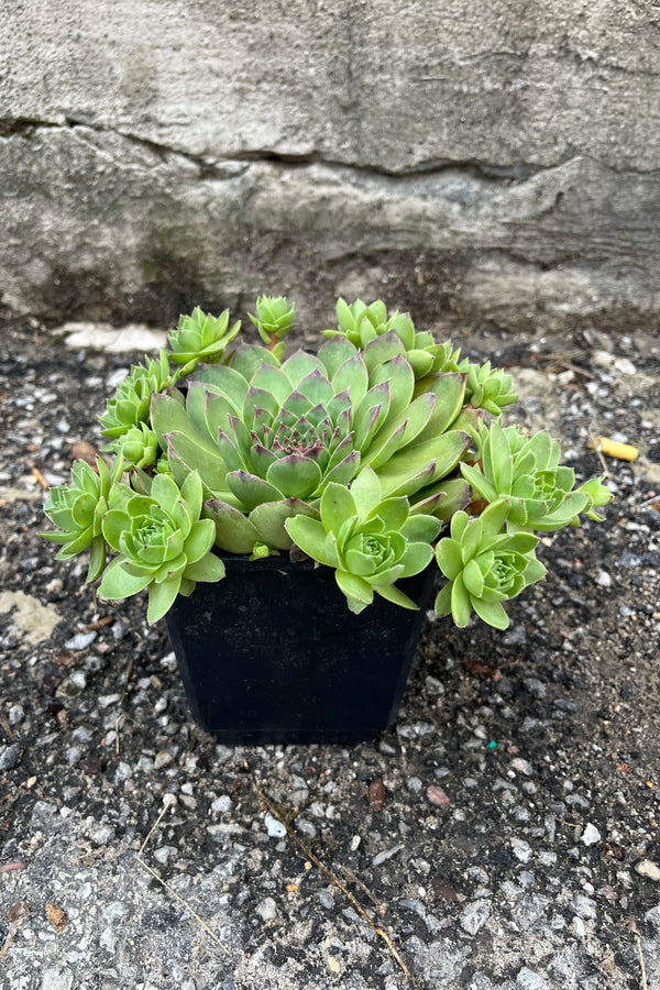 Sempervivum tectorum in a 1qt size pot in July with its hens and chicks.