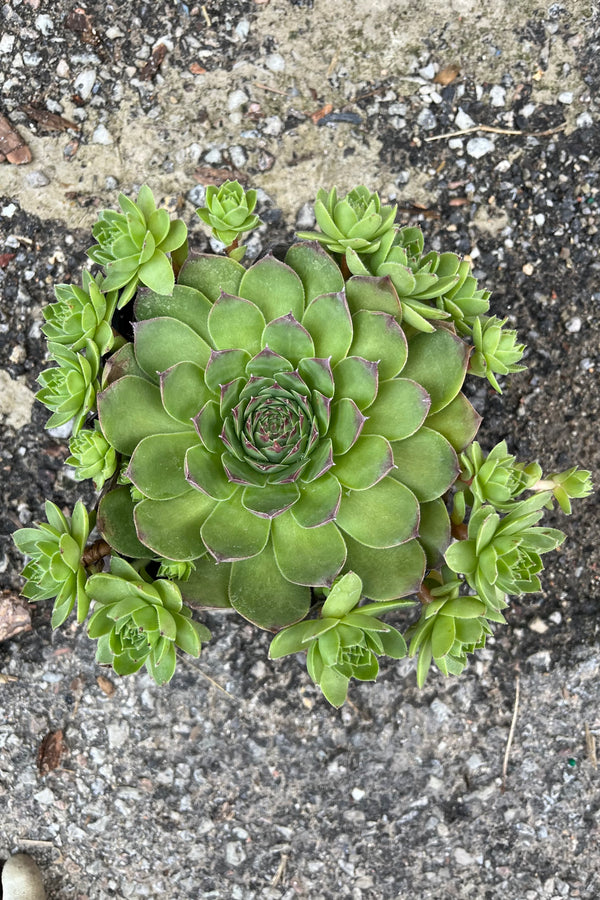 A Sempervivum tectorum in July pictured from above showing the hen and several chicks.