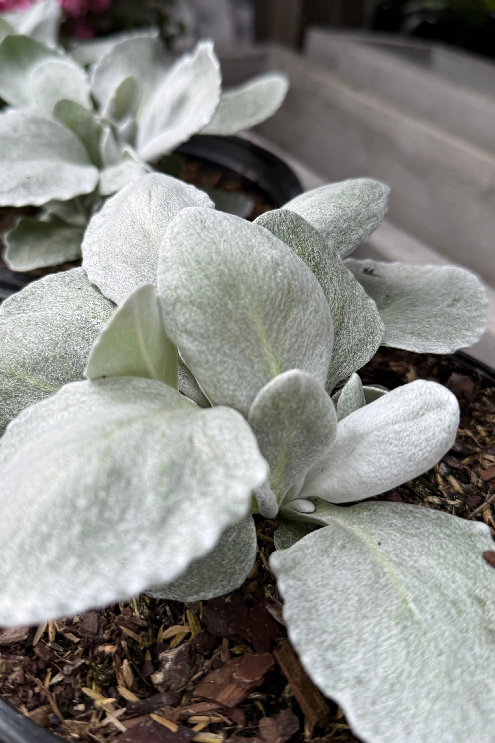 Senecio 'Angel Wings' in a #1` growers pot the beginning of May ©Sprout Home