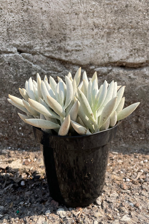 Senecio haworthii in a 3.5" growers pot with its fuzzy white thick leaves.