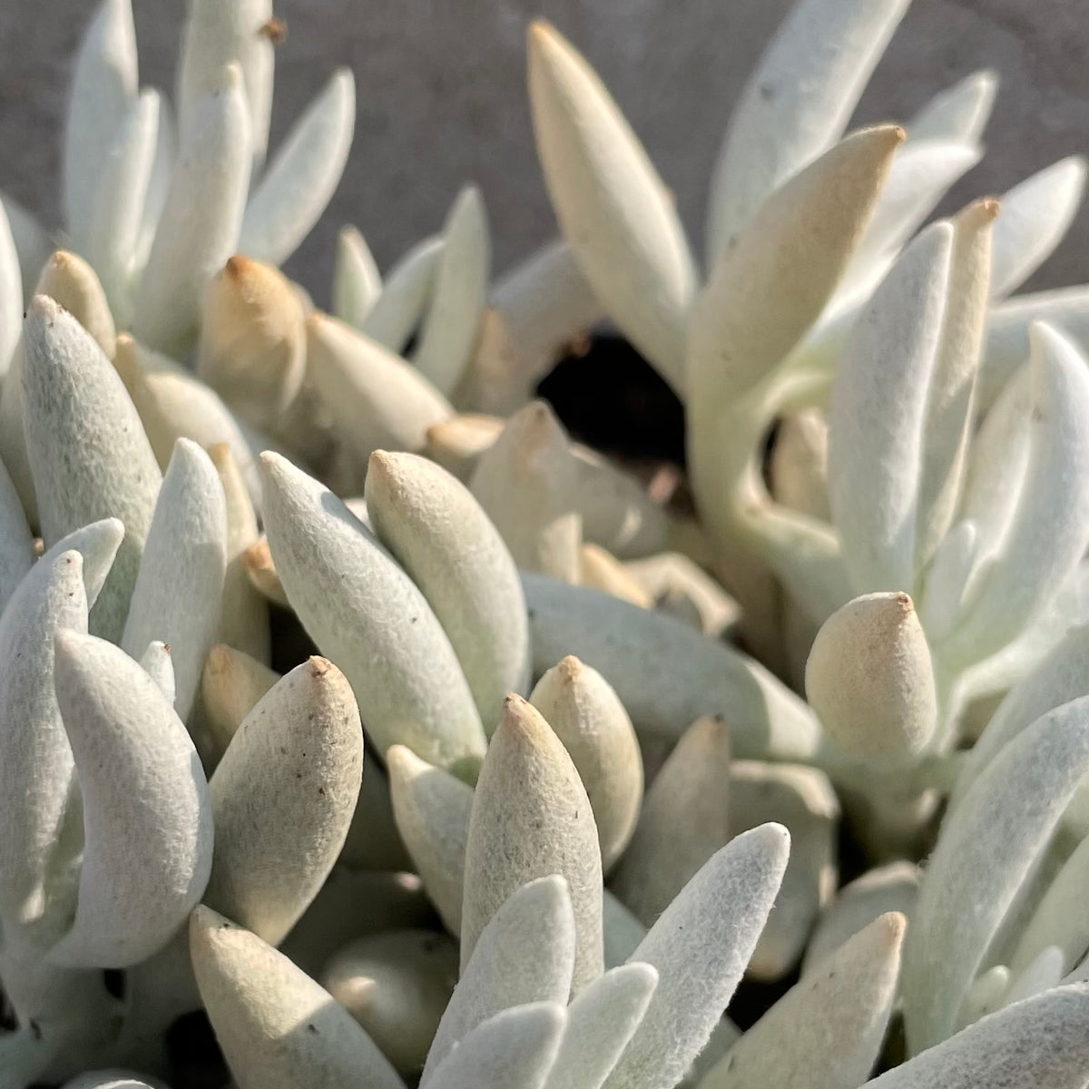 white fuzzy succulent Senecio haworthii 3.5" at SPROU THOME