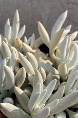 Detail picture of the white cast thick leaves of the Senecio haworthii