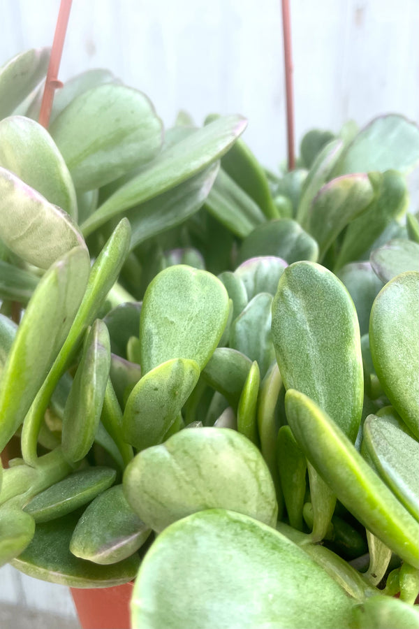 A detailed view of Senecio jacobsenii 6" against wooden backdrop