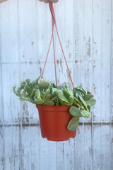 A full view of a hand holding Senecio jacobsenii 6" in hanging grow pot against wooden backdrop