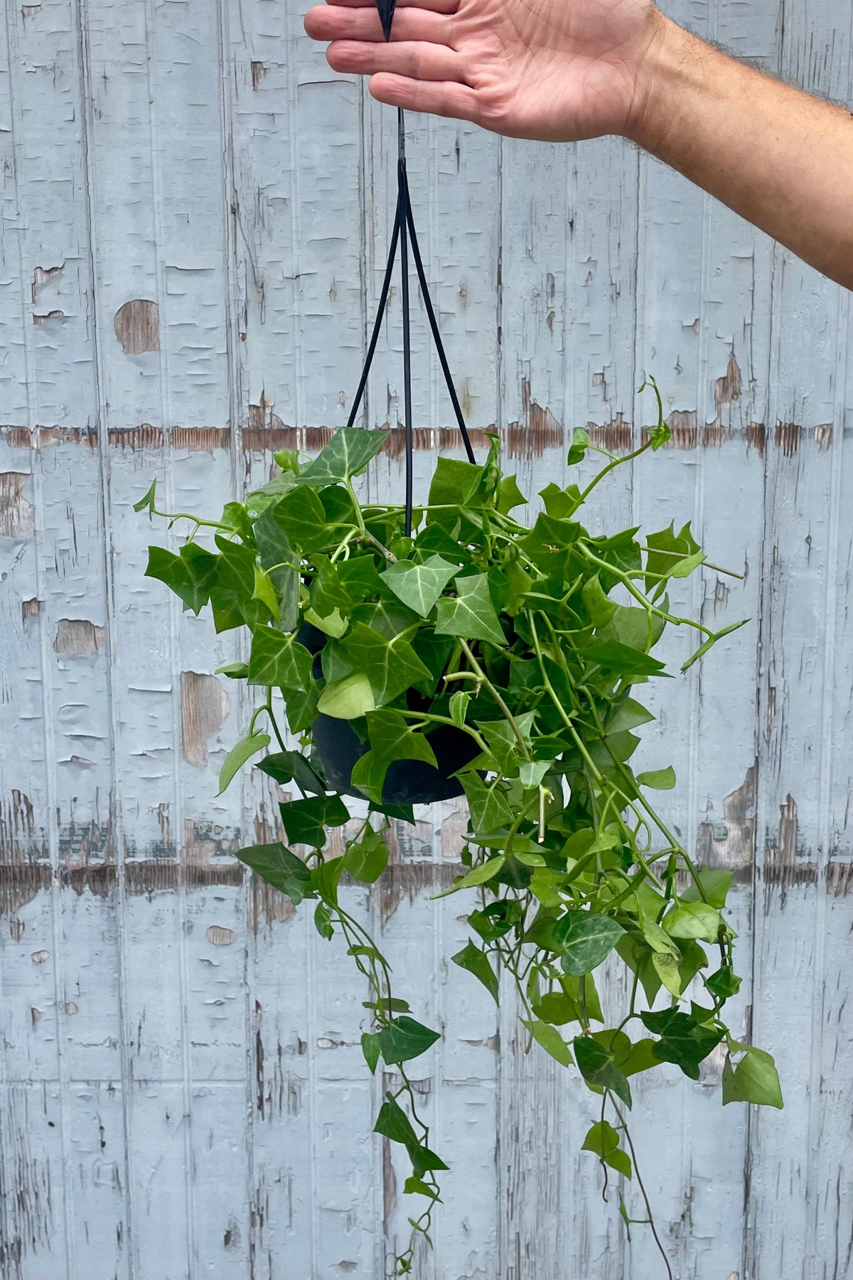 A trailing plant with green waxy leaves held by a hand in front of a wooden wall. Senecio macroglossus "Wax Ivy" ©Sprout Home