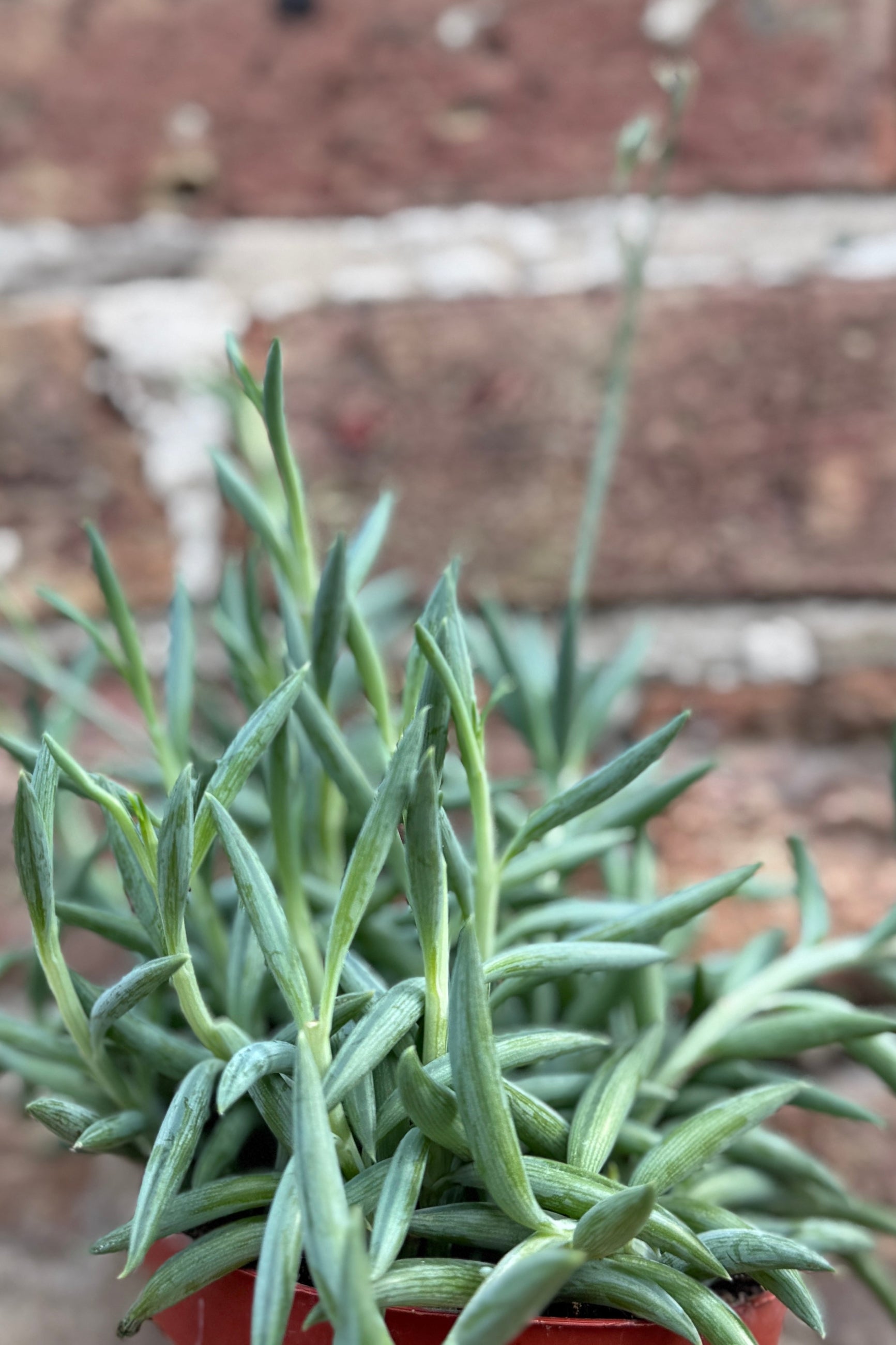 Senecio radicans "Fish Hooks" detail and with buds ©Sprout Home