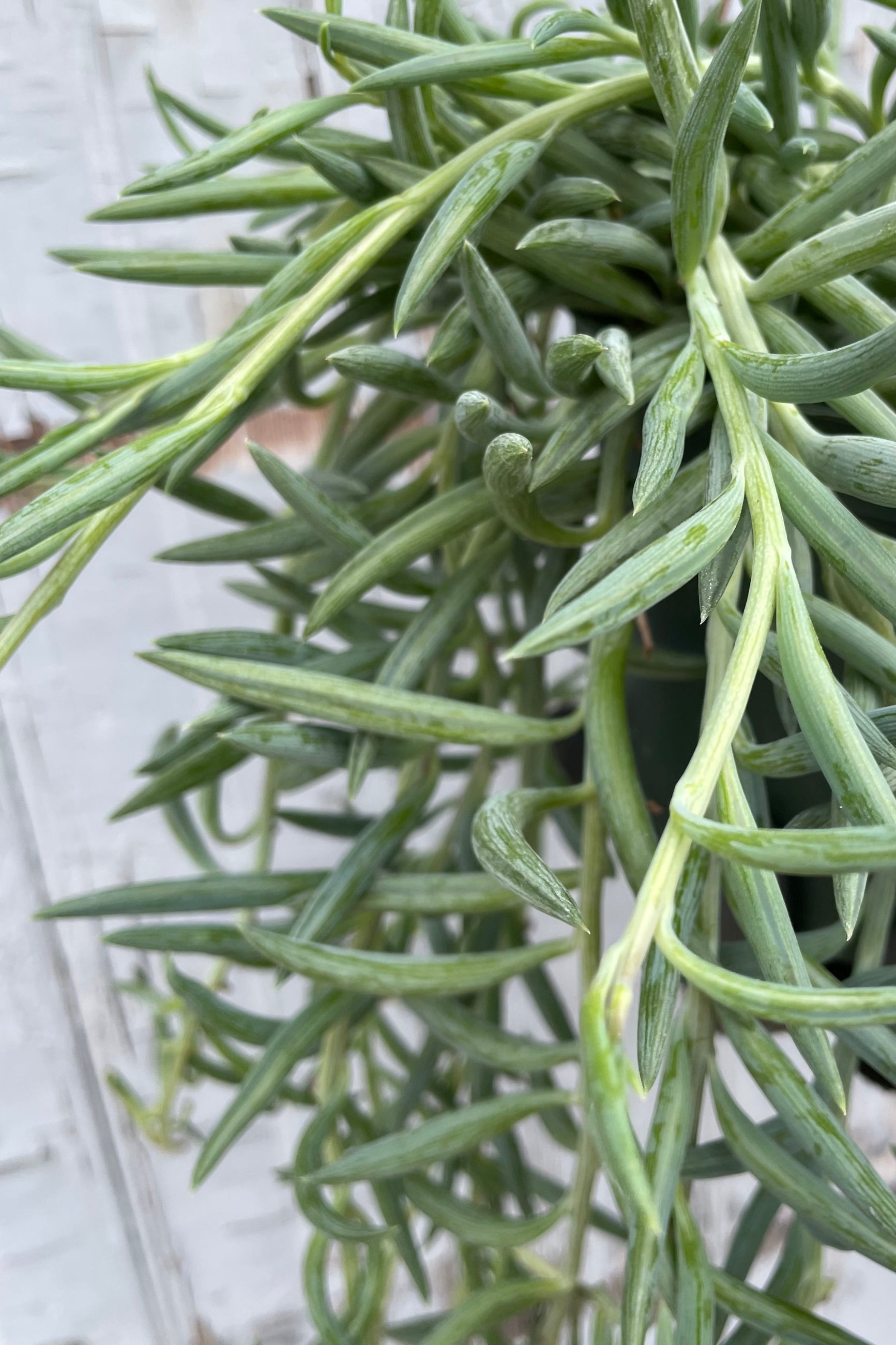 A detailed view of Senecio radicans "Fish Hooks" 6" premium against wooden backdrop ©Sprout Home