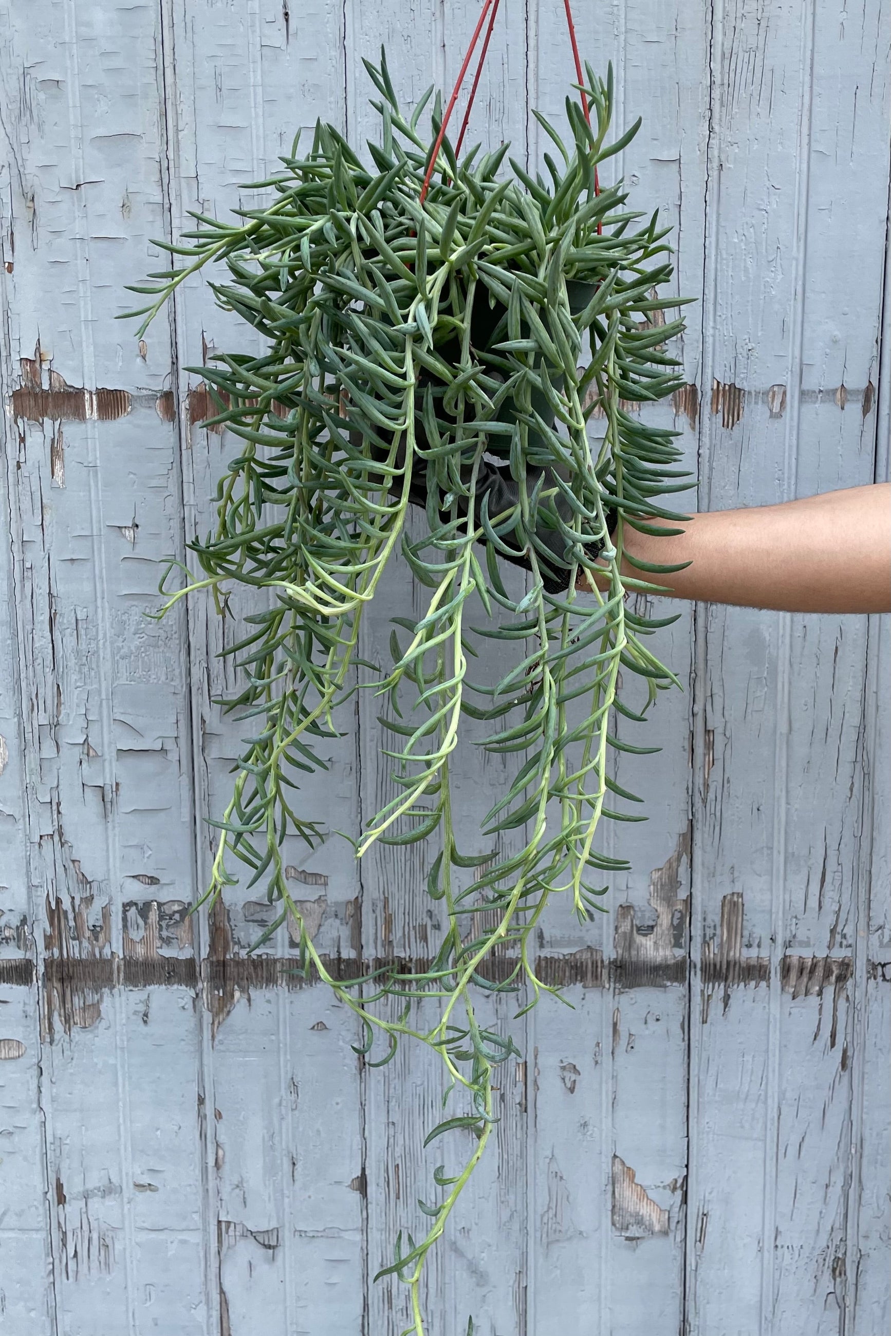 A hand holds hanging Senecio radicans "Fish Hooks" 6" premium against wooden backdrop ©Sprout Home