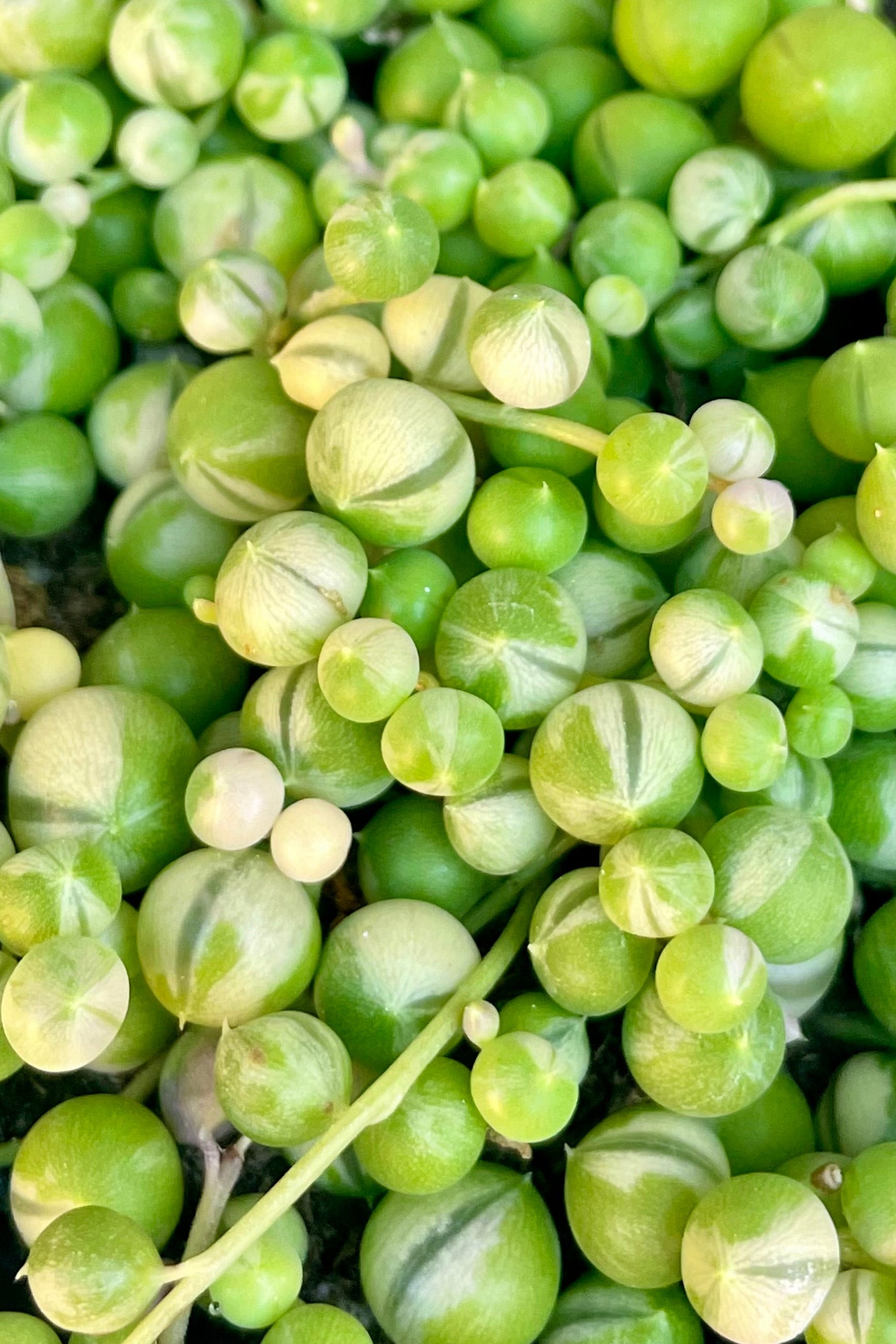 Close photo of a green and white succulent. Senecio "String of pearls" variegated ©Sprout Home
