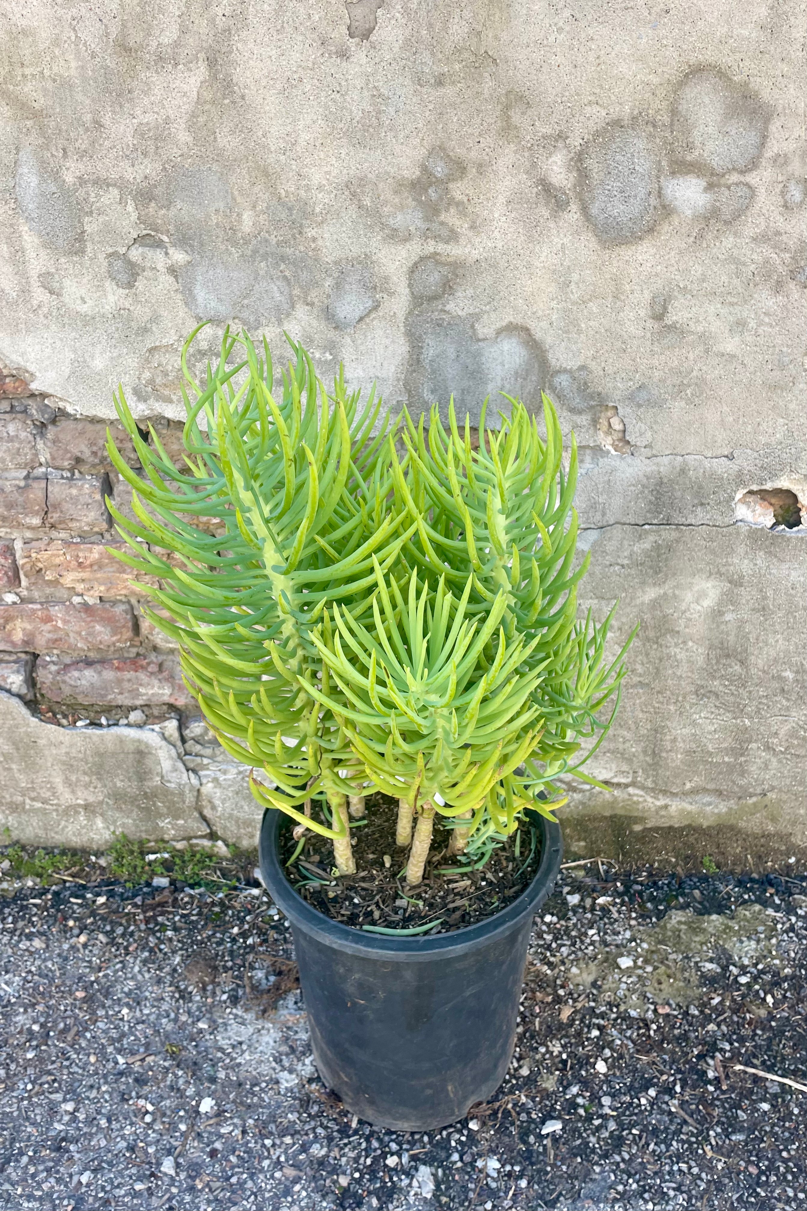 Photo of a succulent plant in a black pot against a cement wall on a cement surface. The plant is Senecio vitalis which has many long narrow bright green leaves along slender branching stems.