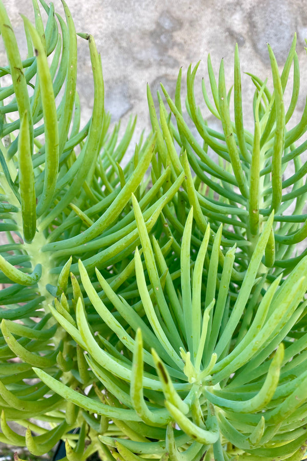Close Photo of a succulent plant in a black pot against a cement wall on a cement surface. The plant is Senecio vitalis which has many long narrow bright green leaves along slender branching stems.