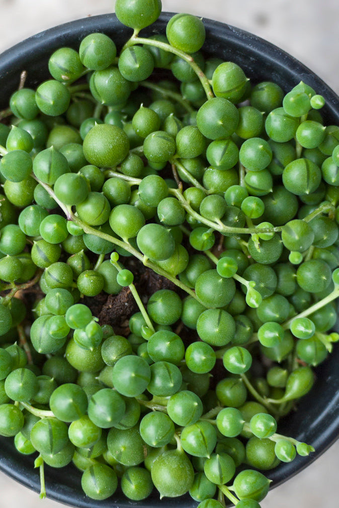 Green Senecio rowleyanus string of pearls plant in a pot on a neutral background ©Sprout Home
