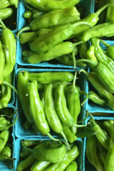 shishito peppers in farmer trays by Hudson Valley Seed Co. 