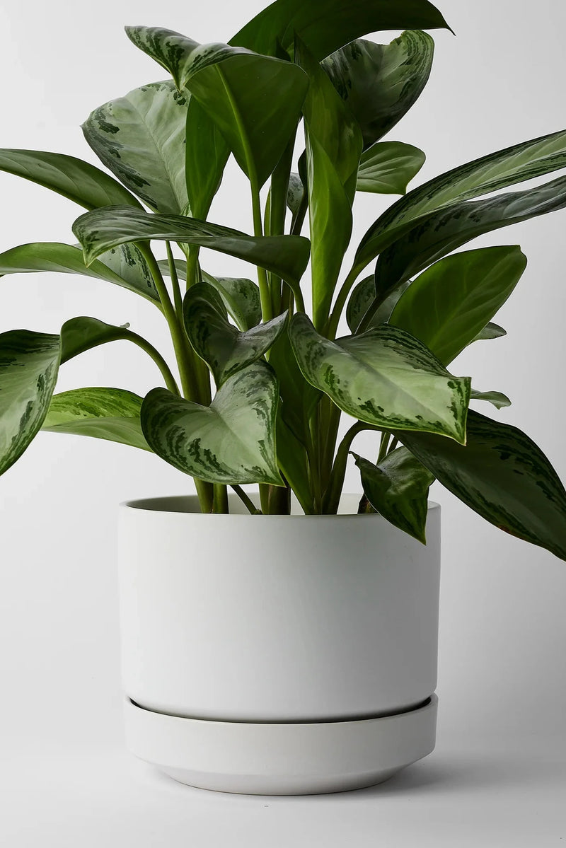 White Round Two planter holding a plant by LBE Design Revival Ceramics.