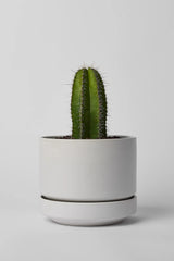 LBE Design and  Revival Ceramics White Round Two pot with a cactus. 