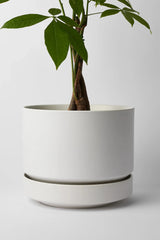 LBE Design Revival Ceramics Round Two Planter in White planted with a Pachira plant.