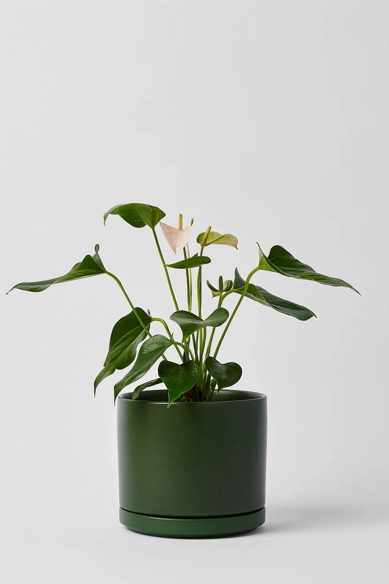 LBE Design Solid Goods Cylinder with Saucer in forest green potted with an Anthurium