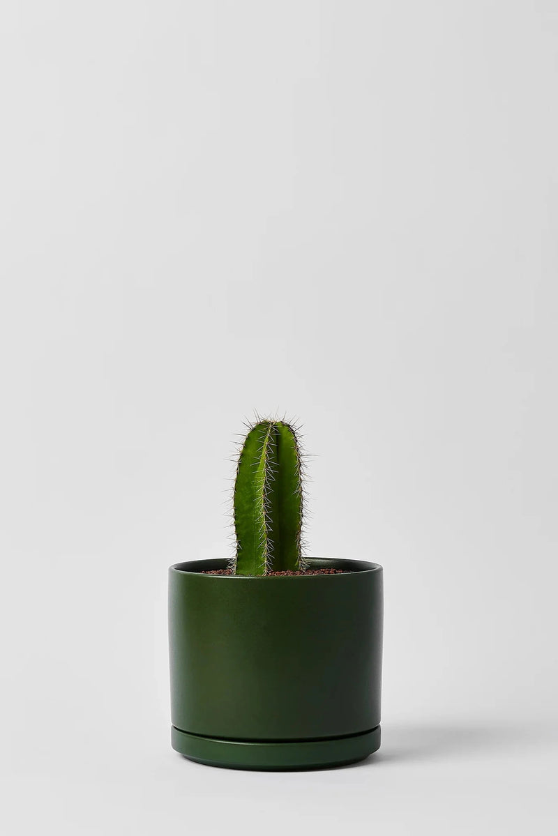 LBE Design Solid Goods Cylinder with Saucer in forest green potted with a cactus