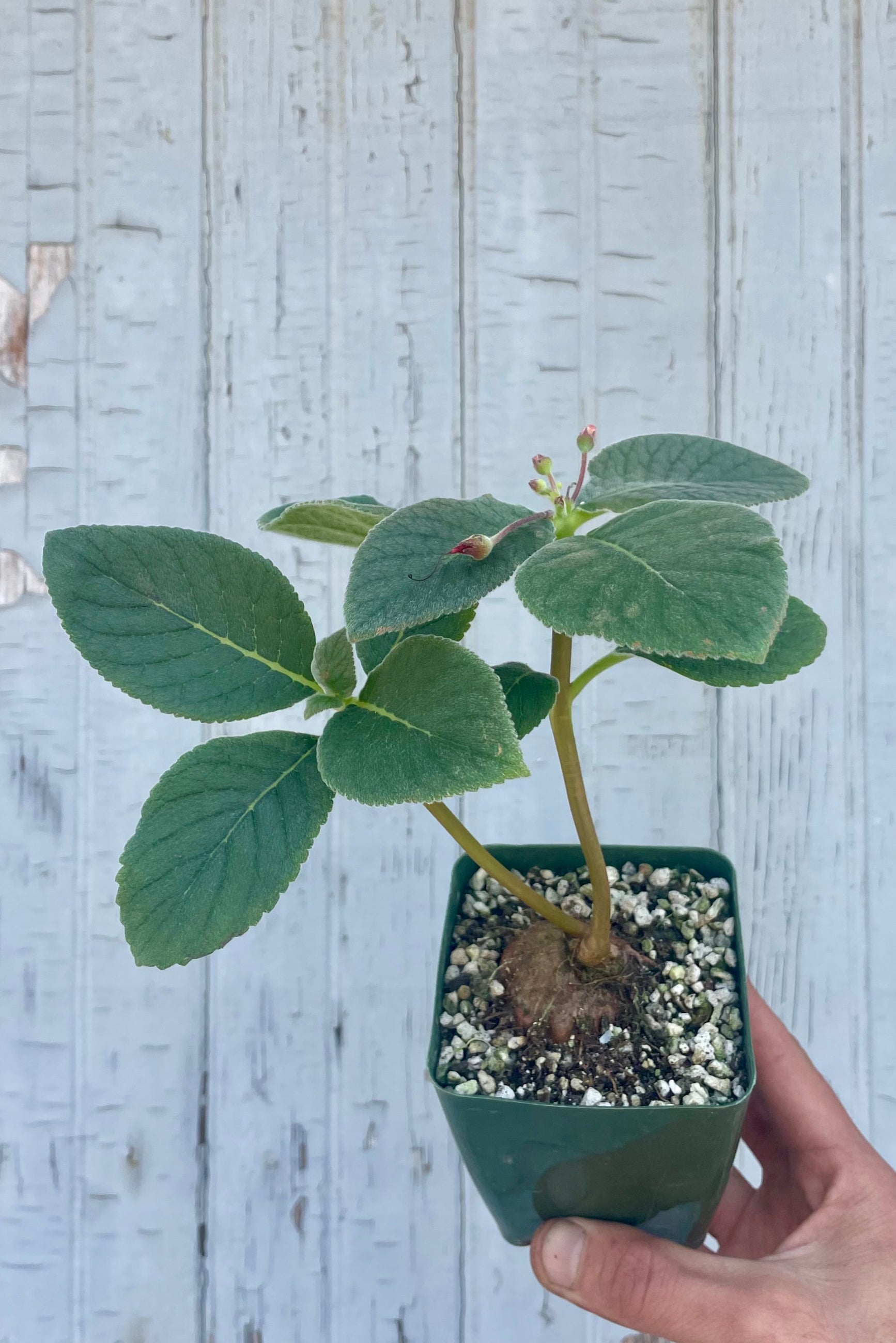 Small potted plant held by a hand against a light blue wooden background. Sinningia fuzzy leavs on long stems above a tuber in a pot. ©Sprout Home 